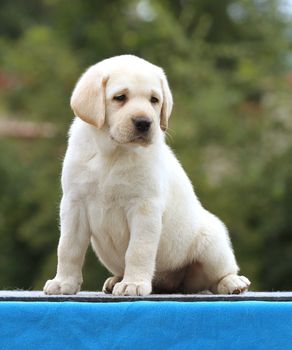 cute nice little labrador puppy on a blue background