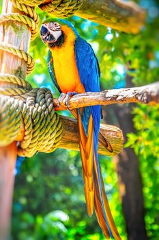 vertical parrot ara ararauna perch colorful background .