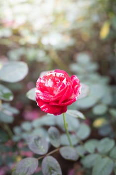 Roses in the garden, Roses are beautiful with a beautiful sunny day.