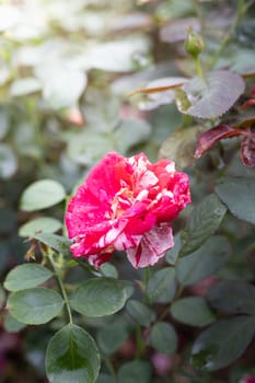 Roses in the garden, Roses are beautiful with a beautiful sunny day.