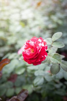 Roses in the garden, Roses are beautiful with a beautiful sunny day.