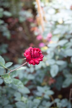 Roses in the garden, Roses are beautiful with a beautiful sunny day.