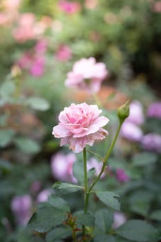 Roses in the garden, Roses are beautiful with a beautiful sunny day.