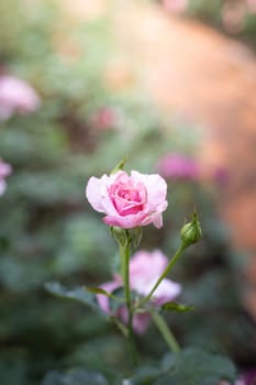 Roses in the garden, Roses are beautiful with a beautiful sunny day.