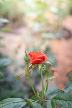 Roses in the garden, Roses are beautiful with a beautiful sunny day.