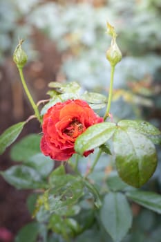 Roses in the garden, Roses are beautiful with a beautiful sunny day.