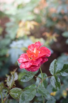 Roses in the garden, Roses are beautiful with a beautiful sunny day.