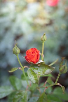 Roses in the garden, Roses are beautiful with a beautiful sunny day.