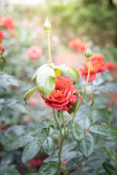 Roses in the garden, Roses are beautiful with a beautiful sunny day.