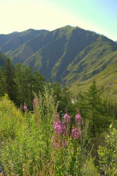 Tall violet flowers in a field against a background of mountain ranges. Altai, Siberia, Russia.