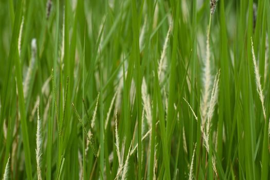 Green grass blades and seeds in grassland field close-up, South Africa