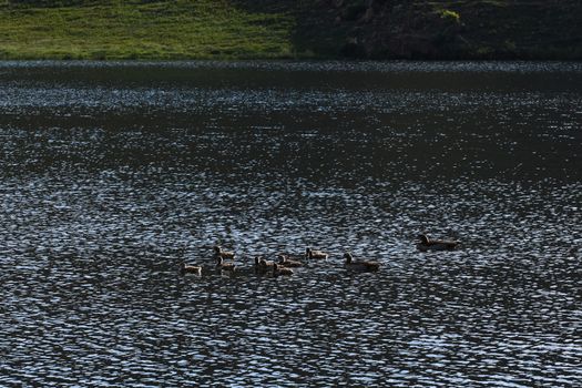 A flock of egyptian geese on a lake at dawn (Alopochen aegyptiaca), South Africa