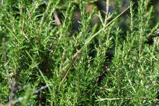 Common green citril damselfly hiding in vegetation (Ceriagrion glabrum), Dullstroom, South Africa