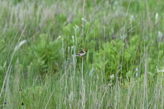 A levaillant's cisticola bird (Cisticola tinniens) with an insect caught in its beak on field grass near lake, Dullstroom, South Africa