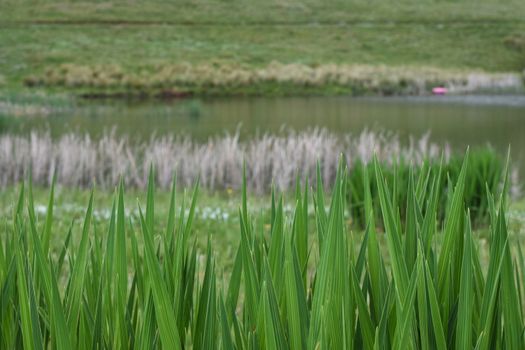 Green lakeside environment defocused background, Dullstroom, South Africa