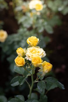 Roses in the garden, Roses are beautiful with a beautiful sunny day.