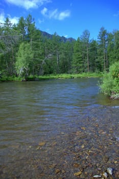 A calm, shallow river flowing in line with rocky shores surrounded by forests. Altai, Siberia, Russia.