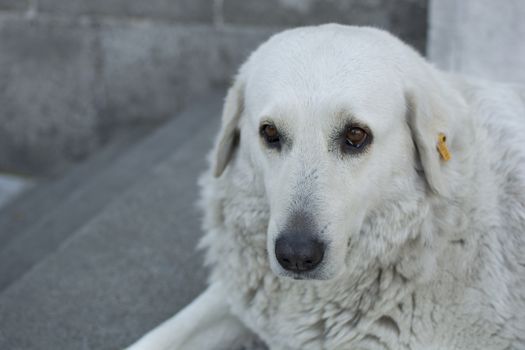 White colored street dog.
Sad and old.