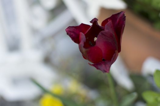 Istanbul tulip time. Red tulip bud