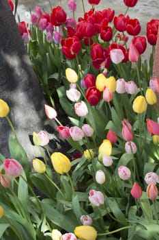 Colorful, tulip garden. Mixed colors mixed with green