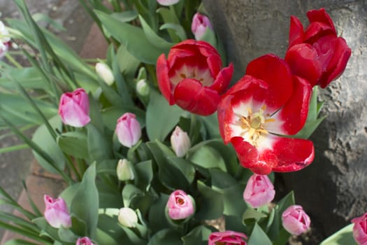 Three red tulips on the side of the tree