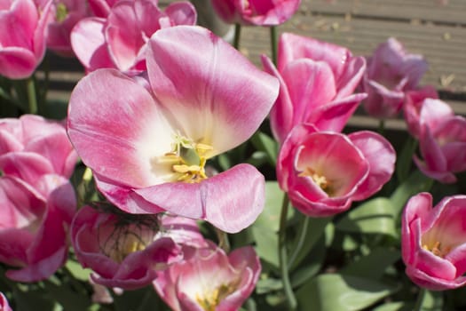 Close-up pink tulips. Very beautiful bloomed