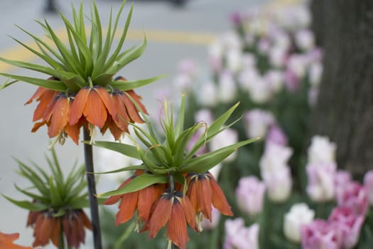 Fritillaria imperialis. It is an endemic species belonging to the Anatolian geography.