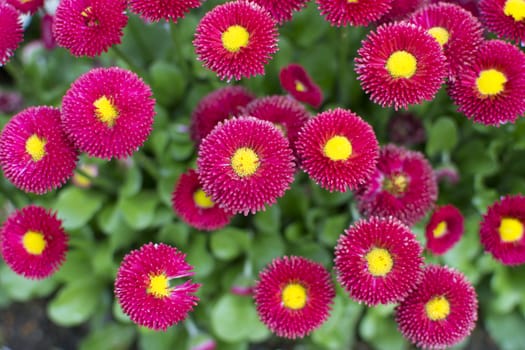 Dwarf Red Pompon English Meadow Papathy