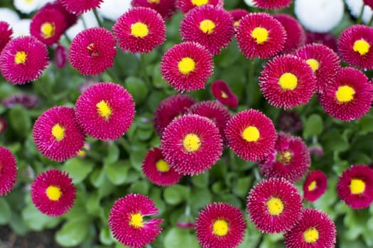 Dwarf Red Pompon English Meadow Papathy