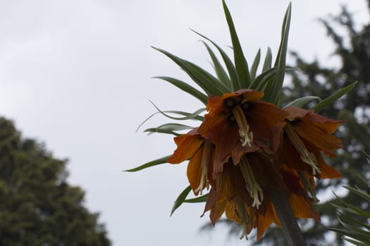 Fritillaria imperialis. It is an endemic species belonging to the Anatolian geography.