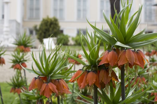 Fritillaria imperialis. It is an endemic species belonging to the Anatolian geography.