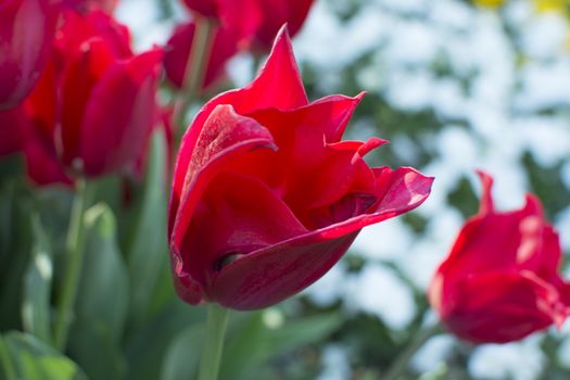 Istanbul tulip time. First spring opens first flowers