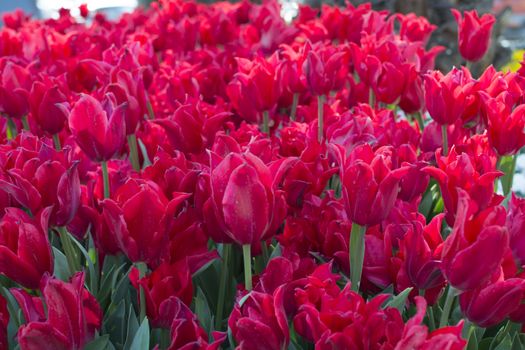 Istanbul tulip time.
Red tulip garden. they ranked