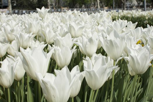 Istanbul tulip time.
White tulip garden. they ranked