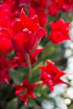 Istanbul tulip time. First spring opens first flowers