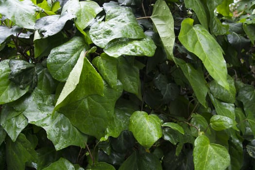 Appearance of wetted leaves after rain. Clean and clear