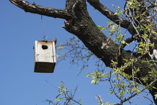 Almond tree bird house. Made to help birds in the wild