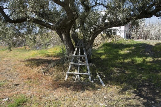 Old olive tree. It stands in all its splendor.