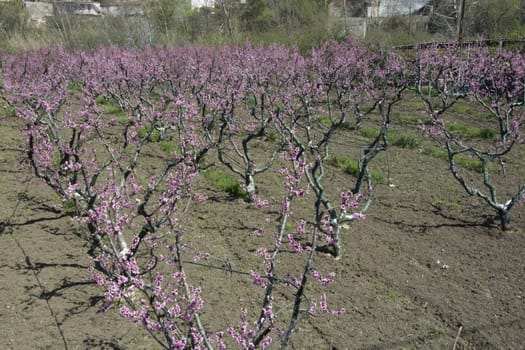 Peach blossom pink color adds beauty to the garden.The first flower will bloom, the summer will be fruit