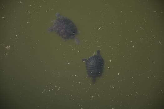 Two water turtles. Gives struggle for life in dirty water.