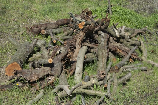 Prepared from dried trees.
To light a fire.