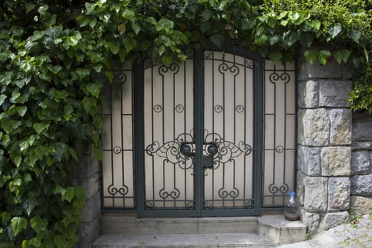 Iron gate covered with ivy. Big house, big gate