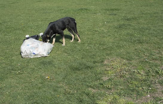 Looking for food among the trash. Is the dog guilty of throwing garbage on the green grass?