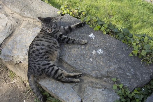 A cat lying on a stone. Will soon give birth?