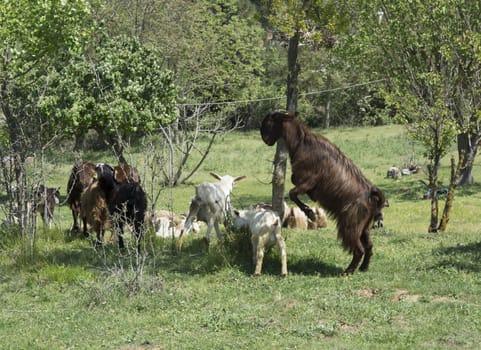 He gets angry at the other goat eating his food. goat cub