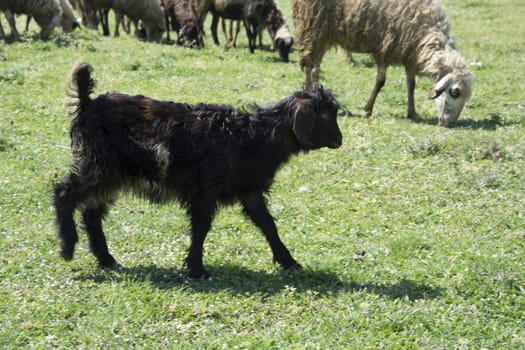 Is she looking for your mother?Black goat kid, istanbul aydos forests