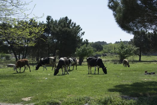 Dairy cows. You can see Aydos Istanbul while traveling in the forest