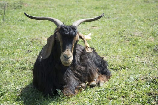 big Horned goat. Calm but the horns are scary