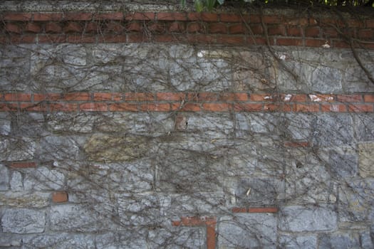 Vines covered the whole wall. Formed a beautiful texture