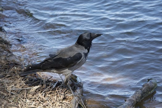 Lakeside. A crow from the sky came to drink water